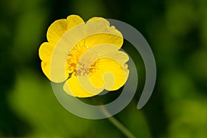 Meadow Buttercup - Ranunculus acris