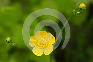 Meadow Buttercup - Ranunculus acris