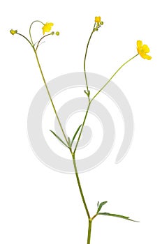 Meadow buttercup Ranunculus acris flower