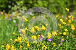 Meadow buttercup