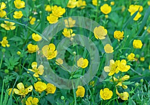 Meadow buttercup, tall buttercup, giant buttercup. Buttercup yellow flowers on green grass background