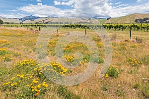 Meadow with California poppy flowers and vineyard landscape in Marlborough, South Island, New Zealand