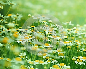 Meadow with camomile