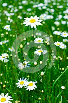 Meadow: Camomile flowers