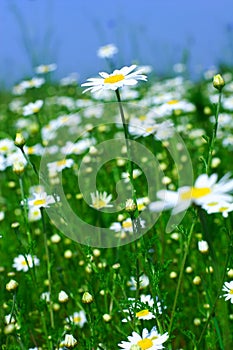 Meadow: Camomile flowers