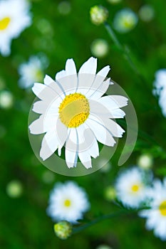 Meadow: Camomile flowers