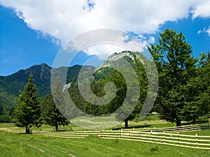 Meadow in Carpathian mountain