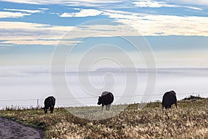 Meadow with cattle in morning light