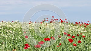 Meadow with chamomile and poppy flowers