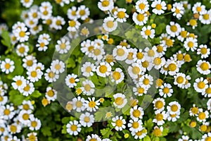 Meadow of chamomiles. Vew from above. Background