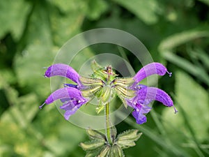 Meadow Clary, Salvia pratensis, close up of flower, Netherlands