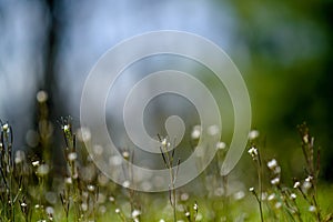 Meadow Closeup with blurred copyspace