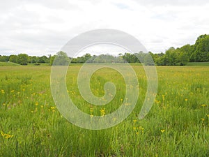 In the meadow on a cloudy day.