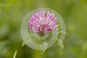 Meadow clover flower. Zailiyskiy Alatau