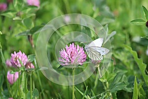 Meadow clover with green-veined White photo