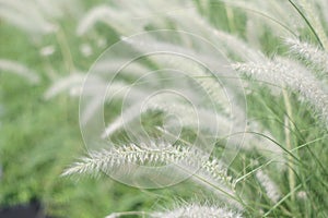 Meadow clump of white grass in the garden soft focus