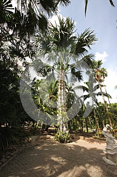 A meadow with a coconat palm and grass and trees and stones and statue in the Nong Nooch tropical botanic garden near Pattaya city