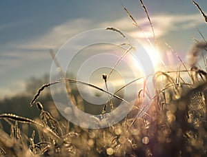 Meadow on a cold, frosty winter morning