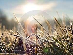 Meadow on a cold, frosty winter morning