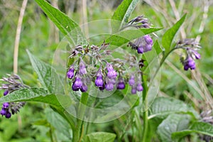 In the meadow, the comfrey Symphytum officinale is blooming