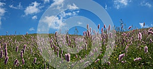 Meadow with common bistort at monte baldo mountain italy