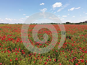 Meadow of common poppy -  Papaver rhoeas. Beautiful landscape, horizon and blue sky in the background