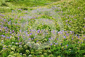 Meadow with conium maculatum and geranium pratense photo