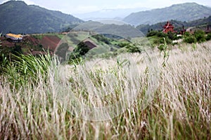 Meadow and contemporary temple scene