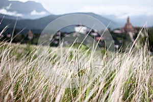 Meadow and contemporary temple scene