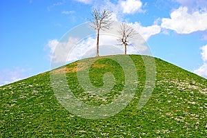 Meadow with copy space