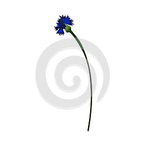 Meadow Cornflower Flower