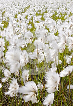 Meadow of cotton grass