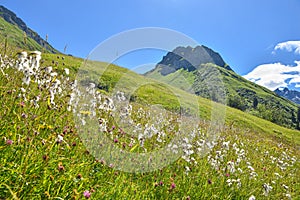 Meadow with cotton grass, mountain landscape grisons switzerland