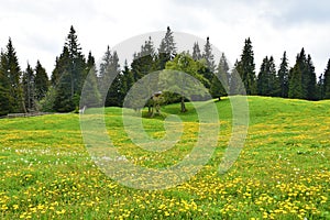 Meadow covered in common dandelion (Taraxacum officinale) yellow flowers