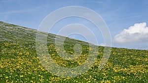 Meadow covered with yellow flowers with blue sky and white clouds.
