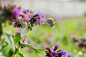 Meadow covered by Lungwort flowers pollinated by bumblebees. Pulmonaria officinalis known as lungwort, Mary`s tears