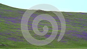 Meadow Covered With Purple Flowers on Treeless Hills