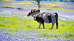 Meadow covered in Sky Lupine Lupinus nanus wildflowers, North Table Ecological Reserve, Oroville, California