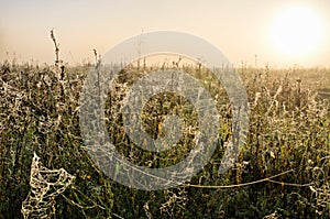 Meadow covered by spider webs