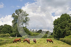 Meadow with cows