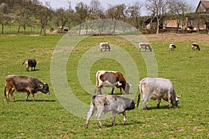 Meadow with Cows