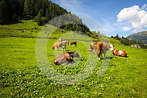 Meadow with cows in the alp mountains photo