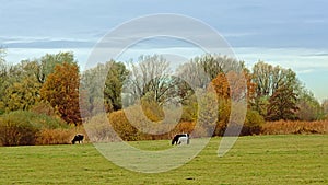 Meadow with cows and autumn trees and shrubs in Bourgoyen nature reserve.