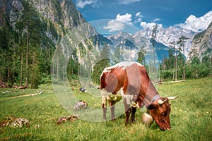Meadow with cows in Berchtesgaden National Park
