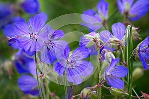 Meadow Crane (Geranium pratense) on meadows in middle of summer