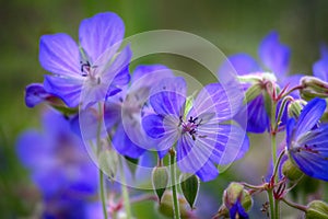 Meadow Crane (Geranium pratense) on meadows in middle of summer