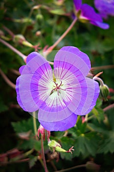 Meadow Crane`s-bill blossom in autumn