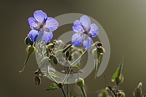 meadow crane's-bill, meadow geranium (Geranium pratense) enlightened by sunrise.