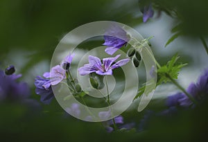 Meadow cranesbill captured through the leaves