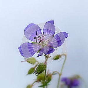 Meadow cranesbill (Geranium pratense)